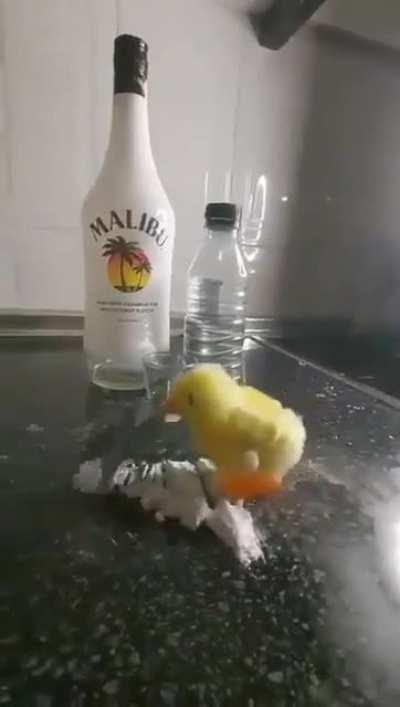 GALINHA FURTADA NA VOZ. mu? qui? nha? Não sabia que tu tinha um bicho de estimação treinado 😳 ? ______________👃⚡ aceita ai adm primeira vez postando nesse reddit