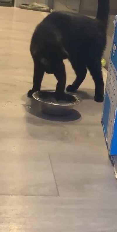 I moved her water bowl and she didn’t know what to do.