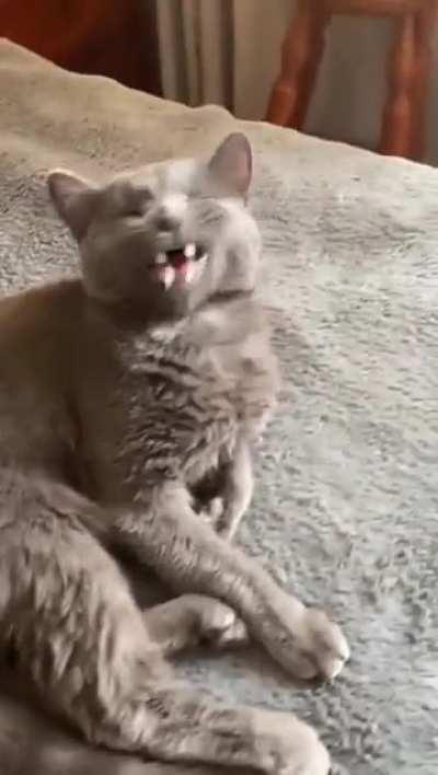 Follow Kitty's medication regimen