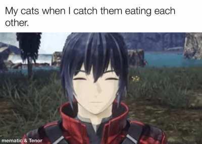 Having Cats be like this…