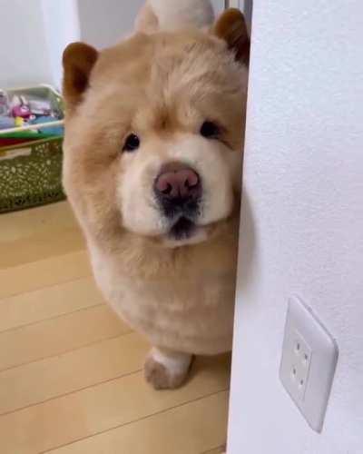 Those eyes 🥺❤️ Credit - kurizo_chow What is your favorite shirt⁠