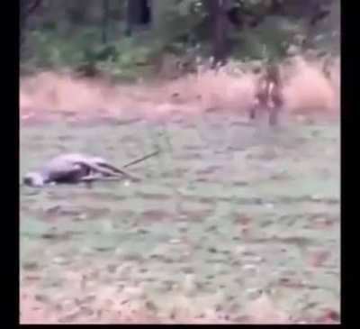 Deer “sucker punches” potential competition