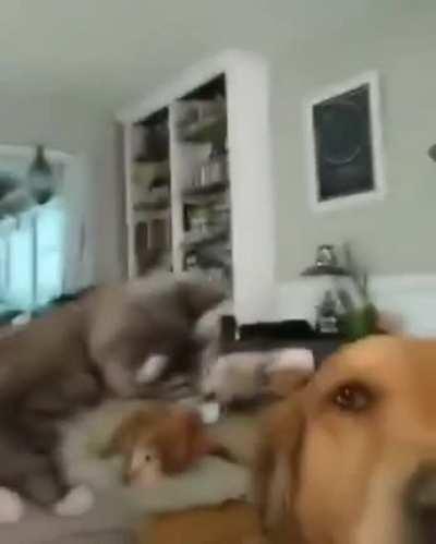 Kitten mimics his human petting the dog