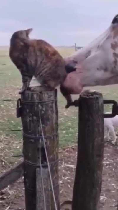 Horse greets cat