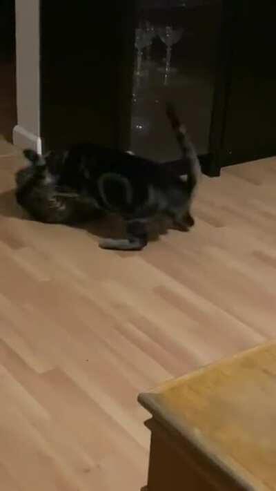 Everybody gangsta until the dog gets involved