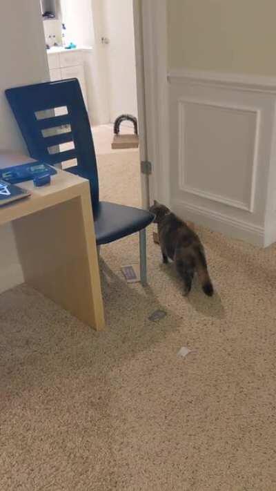 Caught this lil lady hunting a greeble today, tail puffed and everything. Either that or I got pranked.