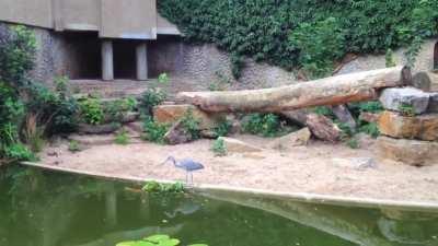 This heron landed in a zoo enclosure looking for a quick snack from the pond...