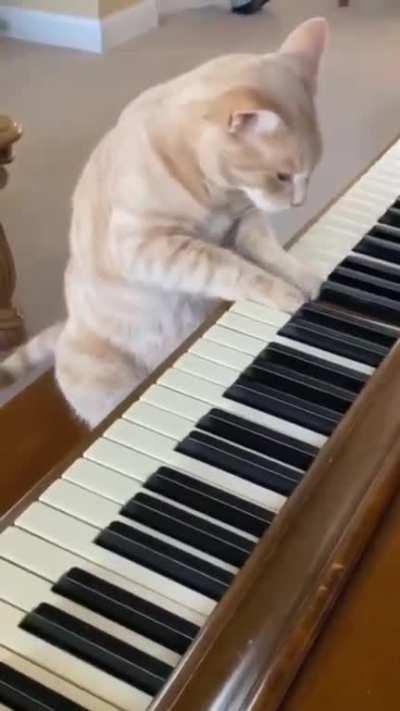 The kitten who plays the piano is a little shy.