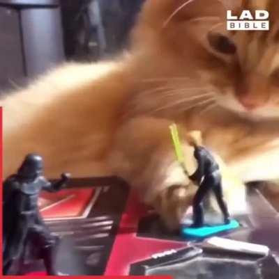 Cat must choose between good and evil