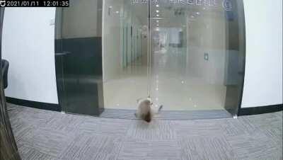 Terrible human traps cat between sliding doors