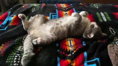 Dexter is the most chill. 😎🐈