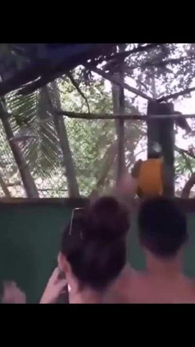 Brazilian Macaw spying on the Rave