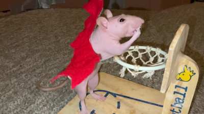 Angel rat (Siamese) vs Devil Rat (Hairless) - which rat is the better ratsketball player?