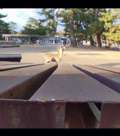 Just spying on some deer.