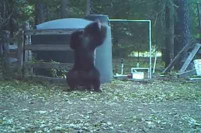 Bear messing with water tank gets hit in the nuts!