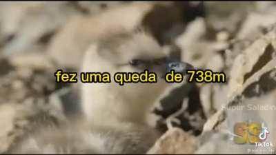 O robertinho, sou novo aq no Reddit