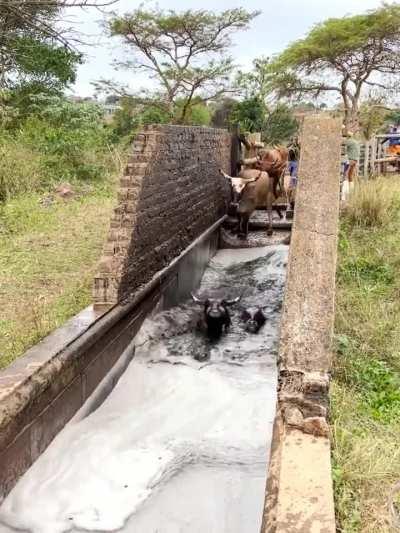 Special cattle bath designed to help control ticks and other parasites