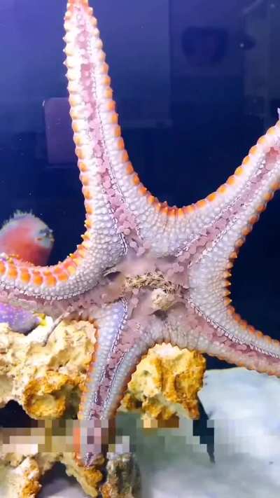 Have you ever seen a Starfish eat?