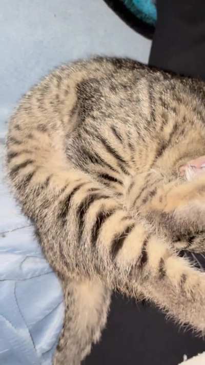 Kitten stretched then fell asleep like this!