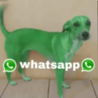 Perro WhatsApp😳