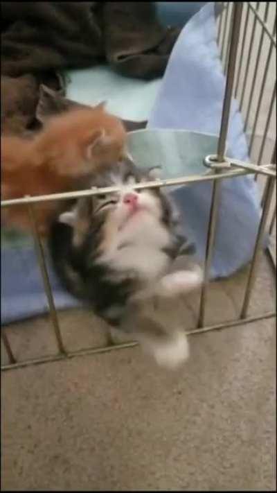 Kitten Struggles to Climb over cage