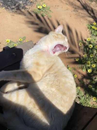 Blep to yawn back to blep