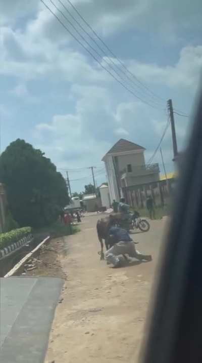 Man wrestles runaway bull barehanded