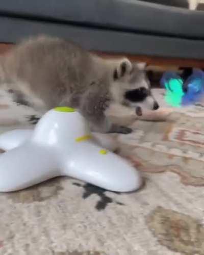 Baby raccoon running around in circles