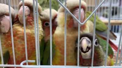 Some people hang out in bars… I hang out in bird stores. 🦜
