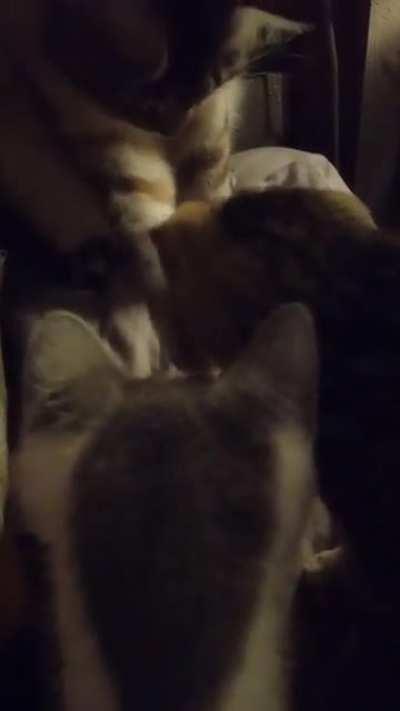 Our littles discovered June beetles tonight... Yes, they do eat them. No, it doesn't hurt the littles...