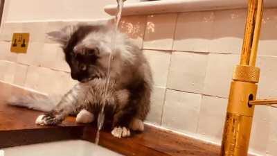 Wait for the moment he remembers he’s a cat