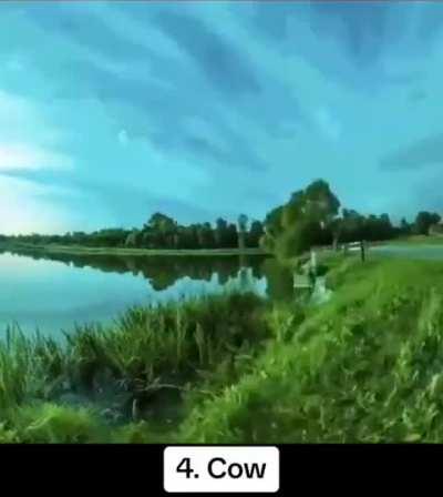 Research shows how different animals see the world