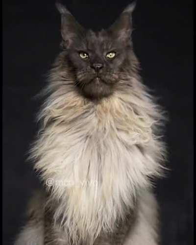 Majestic Maine Coon