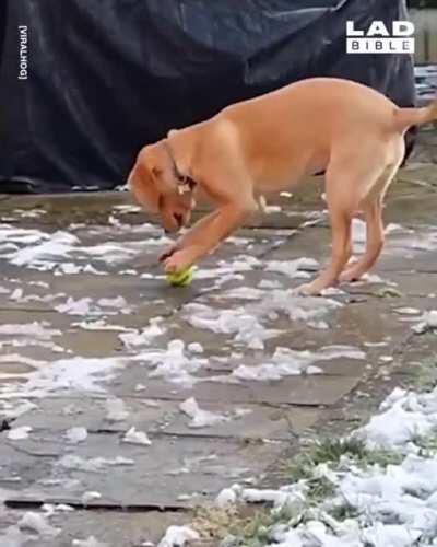To play with the ball