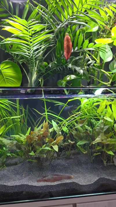 Merry Fishmas everyone!!