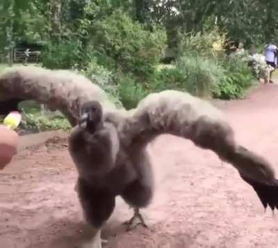 Luring a condor with a Popsicle