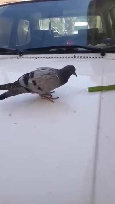 The bird, affected by the heat, comes near the man washing the car, and the world gets better for a minute.
