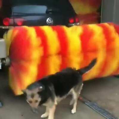 Just getting a nice back massage caw caw