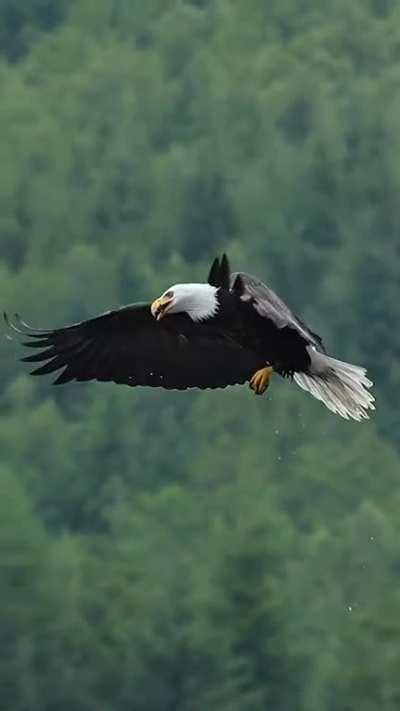 Have you ever seen an eagle grab a fish and eat live in mid air.