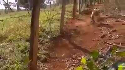 Que cobra é essa chat? monkaW