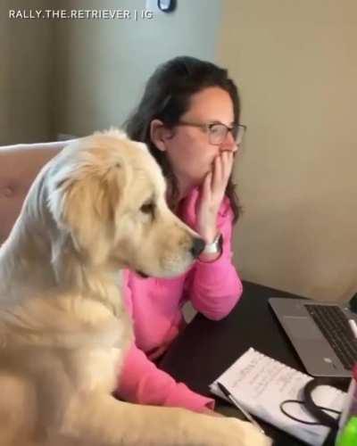 Just helping his human with work