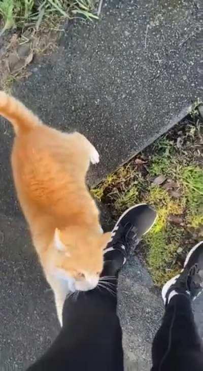 Дружественный котэ на утренней прогулке