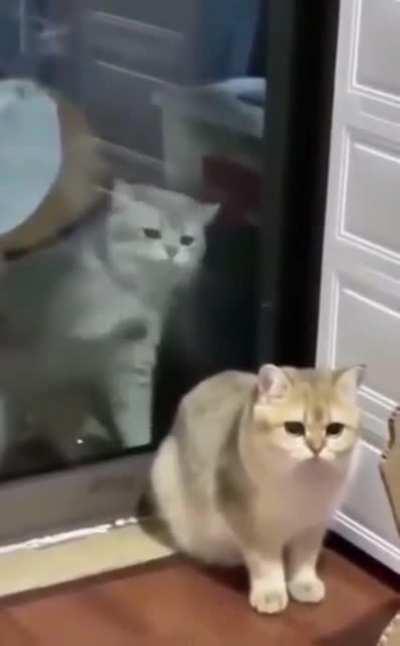 Inside cat gives zero fucks about outside cat