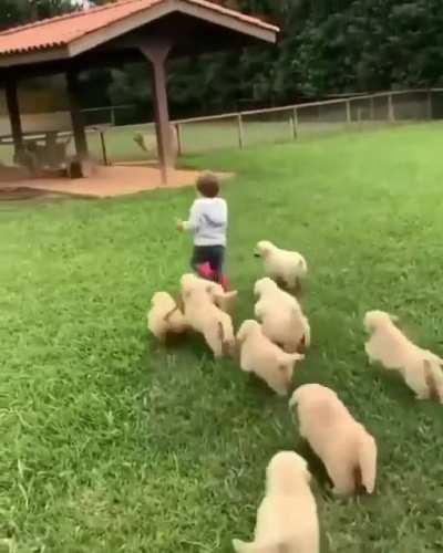 Pack of wild dogs attack Small child
