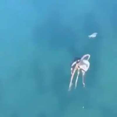 Poor little crabby :(