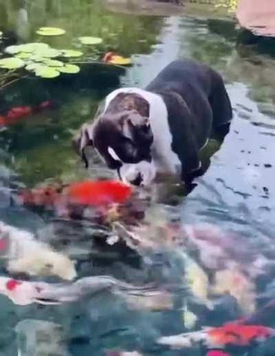 He Loves Fishy Friends!