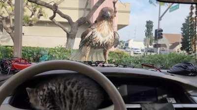 The cat will remember this forever 