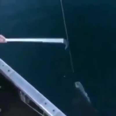 Aquí llego tu tiburon