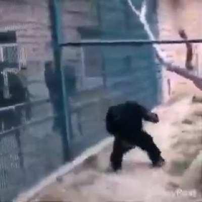 Harambe 2: The Revenge
