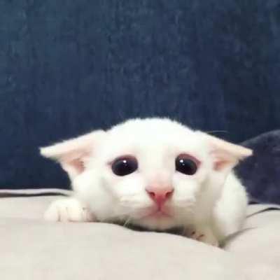 With the auto-airplane ears